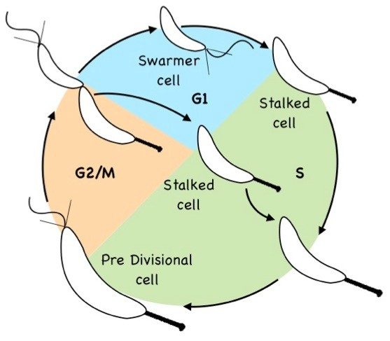 Potential Role of a Bistable Histidine Kinase Switch in the Asymmetric Division Cycle of Caulobacter crescentus